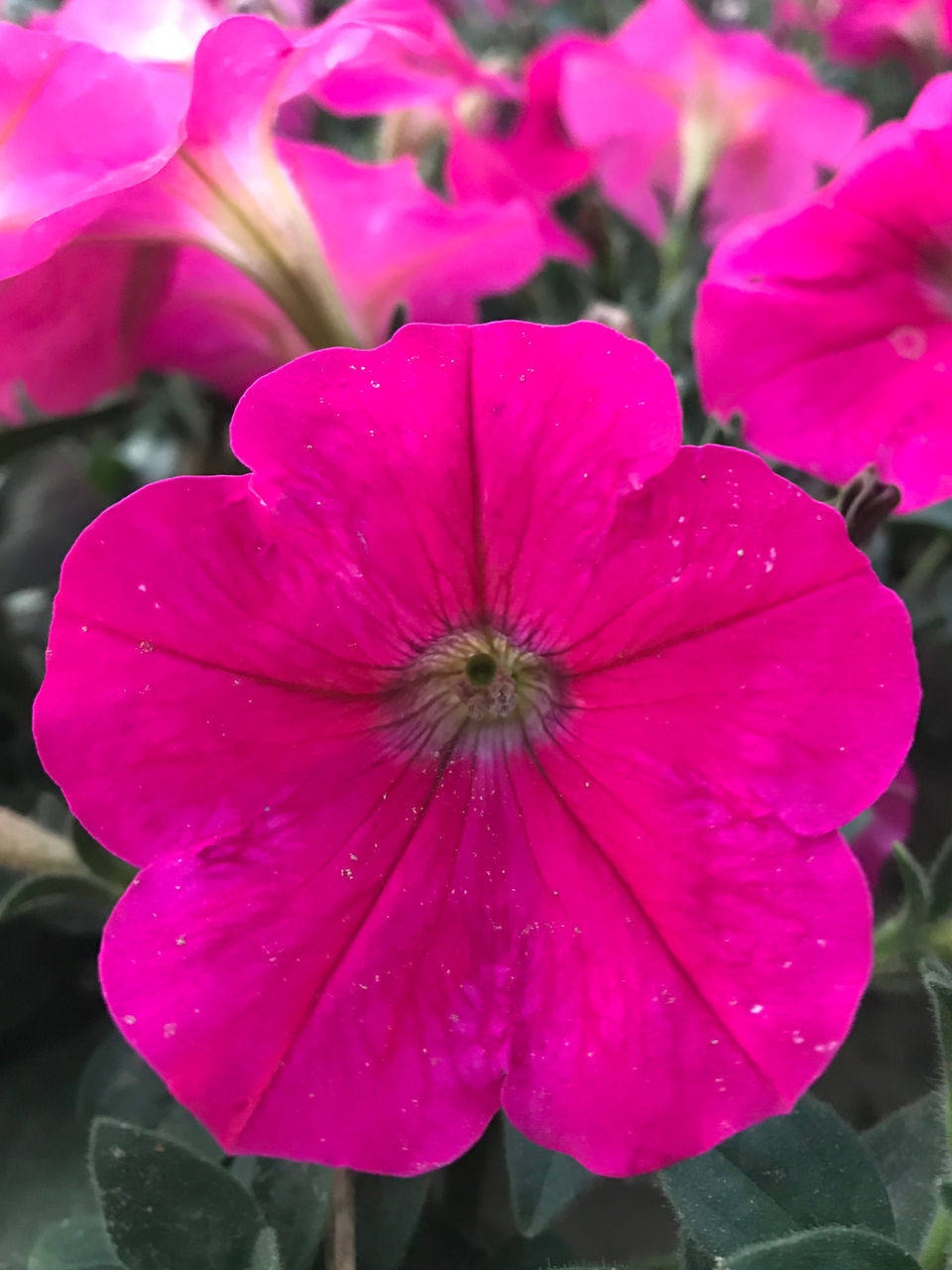 CLOSE-UP OF WET PINK ROSE