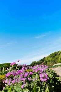 View of flowers growing in lake against blue sky