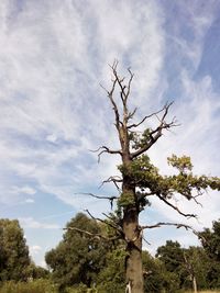 Low angle view of bare tree against clouds