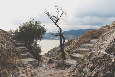 Trees growing on rocks against sky