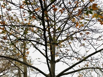 Low angle view of flowering tree against sky