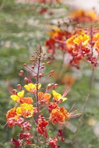 Close-up of flowers against blurred background