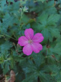 Close-up of pink flowering plant