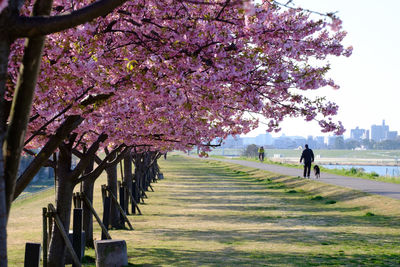 Rear view of cherry blossom tree in park