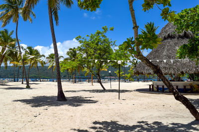 Trees on beach against blue sky