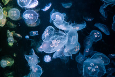 Close-up of jellyfish swimming in sea