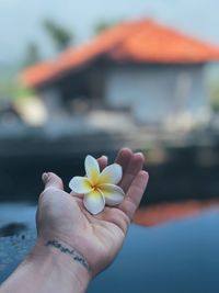 Close-up of hand holding white flowering plant