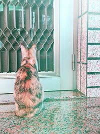 Cat looking through window