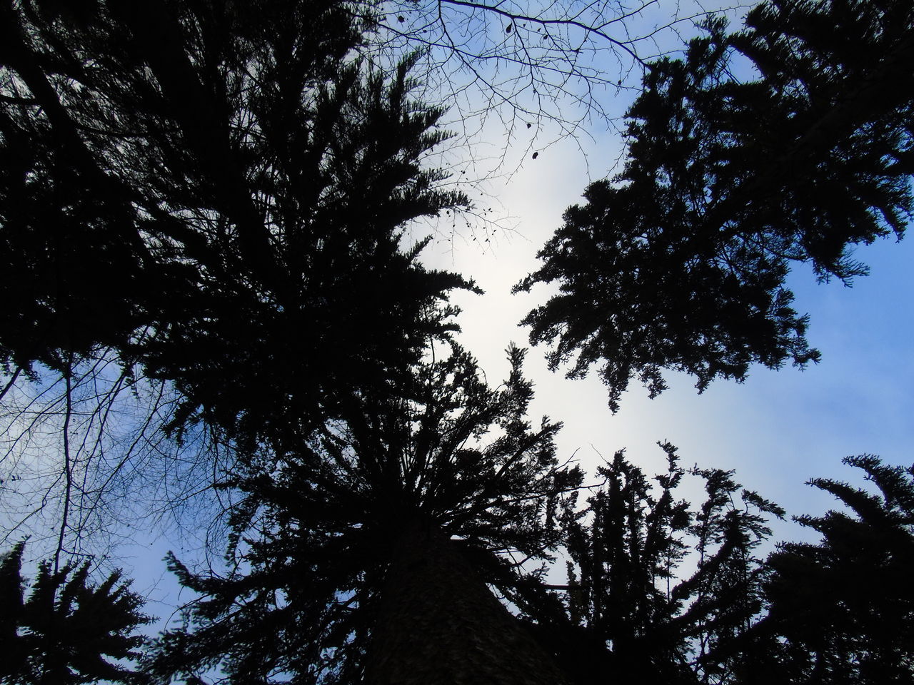 tree, low angle view, branch, growth, tranquility, silhouette, sky, nature, beauty in nature, clear sky, scenics, tranquil scene, tree trunk, no people, outdoors, blue, treetop, day, forest, high section