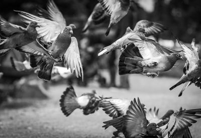 Close-up of birds flying