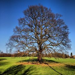tree