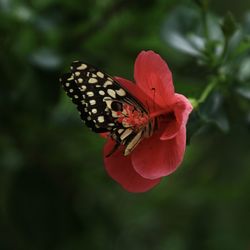 Close-up of butterfly pollinating on flower