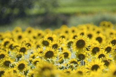 Close-up of sunflowers on field