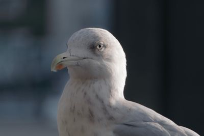 Close-up of seagull