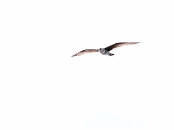 Bird flying against clear sky