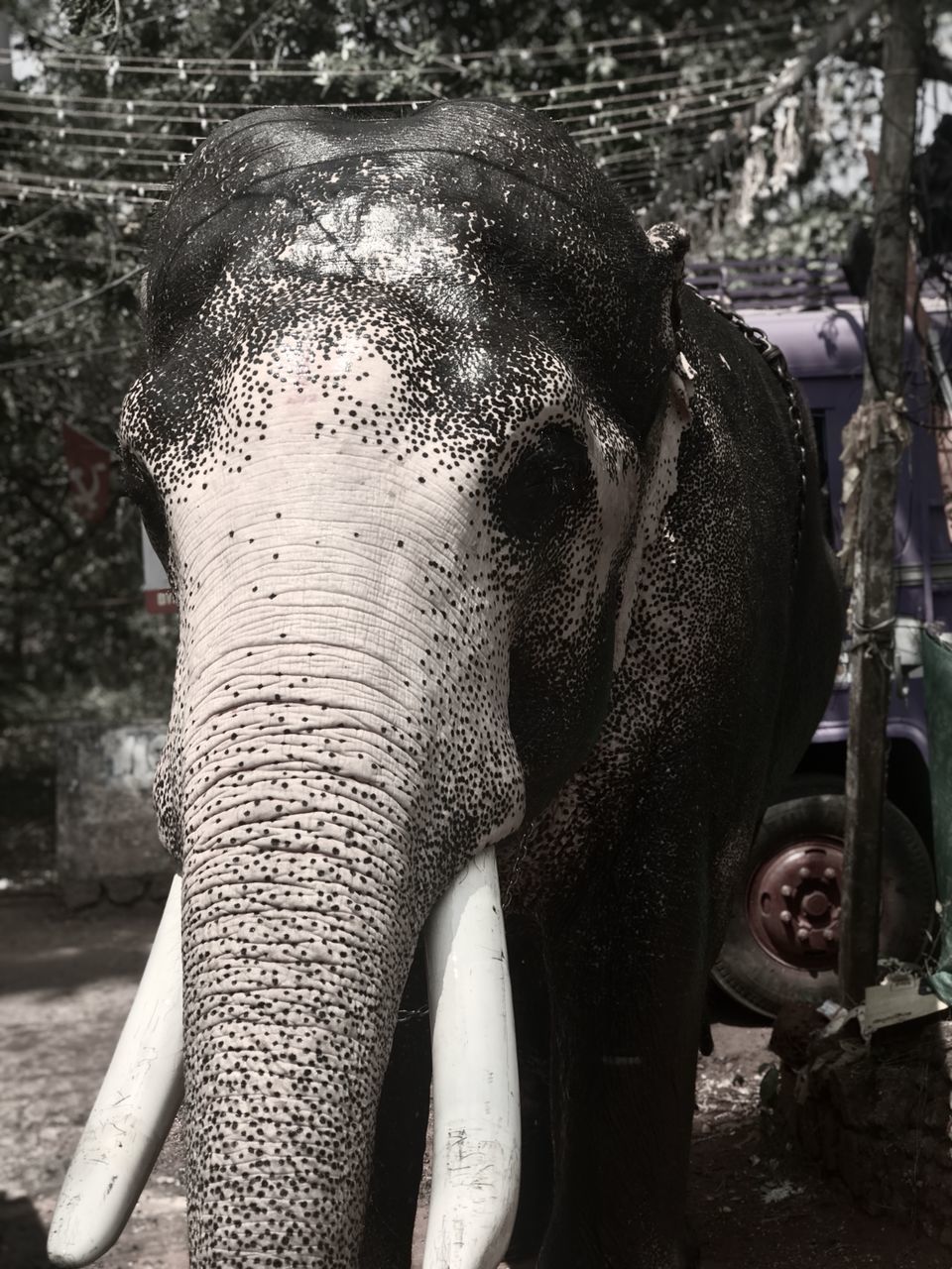 CLOSE-UP OF ELEPHANT IN LAKE