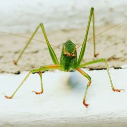 Close-up of insect on leaf