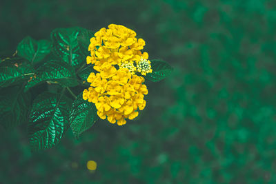 Close-up of yellow flowering plant