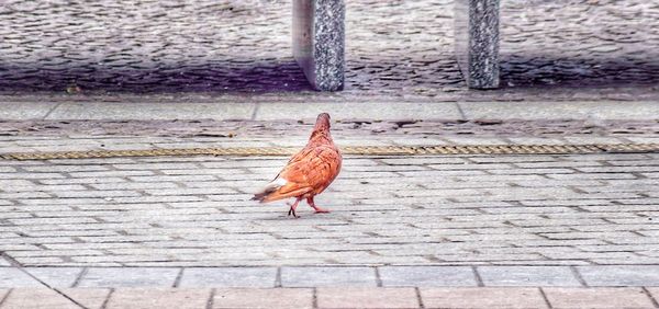 Bird perching on ground