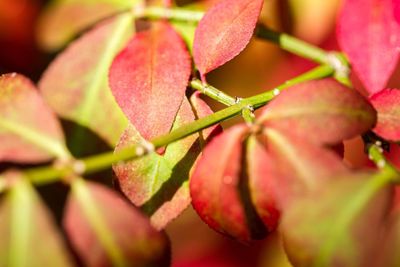 Close-up of berries growing on tree