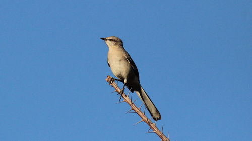 Low angle view of bird perching on branch