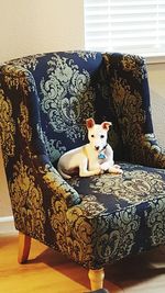 Portrait of dog sitting on sofa at home