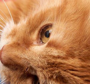 Open yellow eye of a red cat, macro