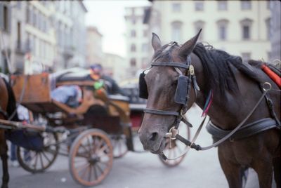Close-up of horse cart in city