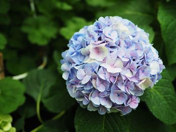 Close-up of purple hydrangeas blooming in park