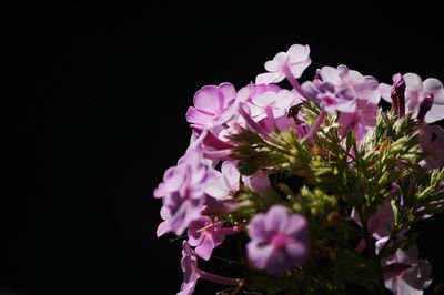 Close-up of pink flowers