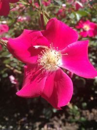 Close-up of pink flower blooming outdoors