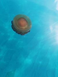 High angle view of jellyfish swimming in pool