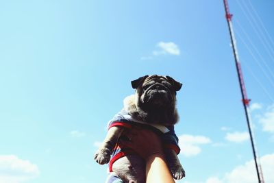 Low angle view of dog against blue sky