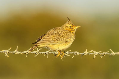 Close-up of bird perching on twig