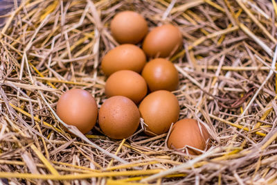 High angle view of eggs in field