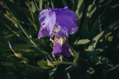 Close-up of purple iris