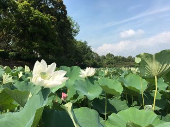 Close-up of lotus water lily