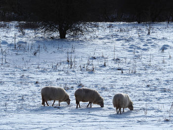 Flock of sheep on snow covered field