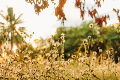 Close-up of flowering plants on field against sky