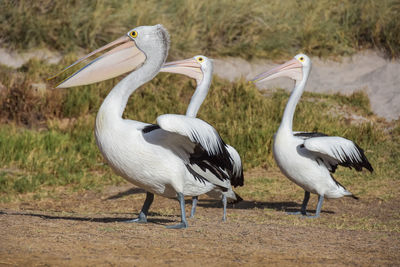 View of pelicans on the beach