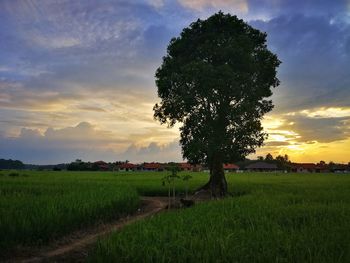 Scenic view of agricultural field against sky during sunset