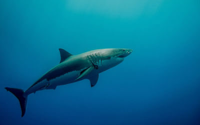 Close-up of shark swimming in sea