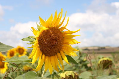 Close-up of sunflower blooming in field