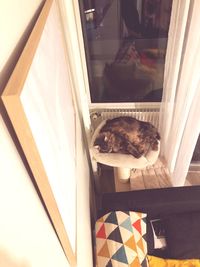 High angle view of cat sleeping at home