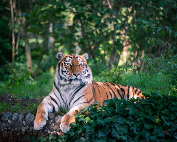 Close-up of tiger