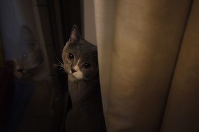 Close-up portrait of cat sitting