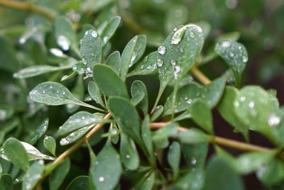 Close-up of wet plant leaves during rainy season