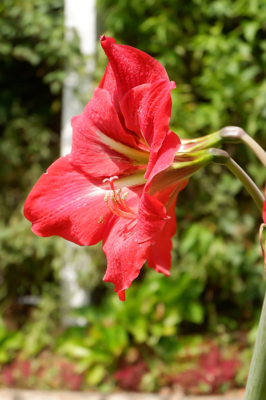 flower, plant, flowering plant, beauty in nature, close-up, petal, fragility, freshness, nature, inflorescence, flower head, red, growth, focus on foreground, leaf, no people, plant part, outdoors, day, rose, pink, hibiscus, botany, blossom, pollen, shrub, plant stem, front or back yard, selective focus, springtime