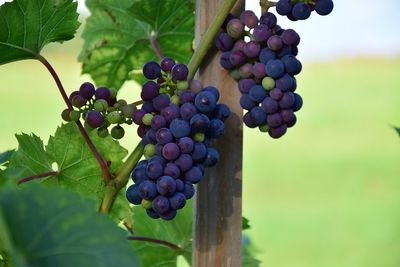 Close-up of grapes growing in vineyard