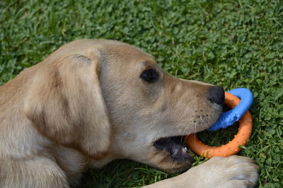 Labrador puppy with chew toy